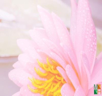  Tranh dán tường Hàn Quốc - hoa poppy FW 300