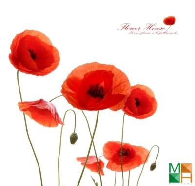  Tranh dán tường Hàn Quốc - hoa poppy FW 344