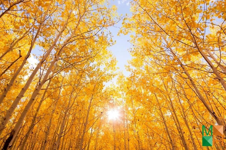 Tranh dán tường đẹp