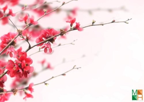 Tranh dán tường Hàn Quốc đa dạng, phù hợp với mọi không gian